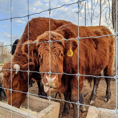 1.2m Width Galvanized Hinge Joint Fence Wire 10m-200m Hinge Joint Knot Fence