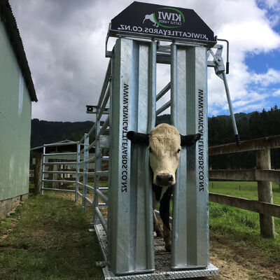 Livestock Cattle Crush With Weigh Scales Customization Cow Crush