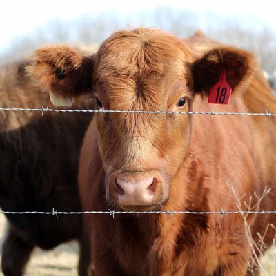 Galvanized Barbed Wire Fence 100m-500m PVC Coated Barbed Wire