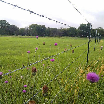 1.6mm 1.7mm Barbed Wire Chain Link Fence Forest Chain Link Barbed Wire