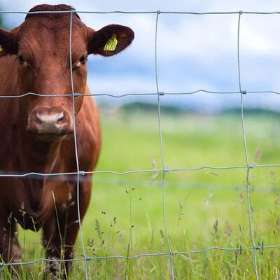 Electro Galvanized Hinge Joint Fence 2.6m Cattle Panel Wire Hinge