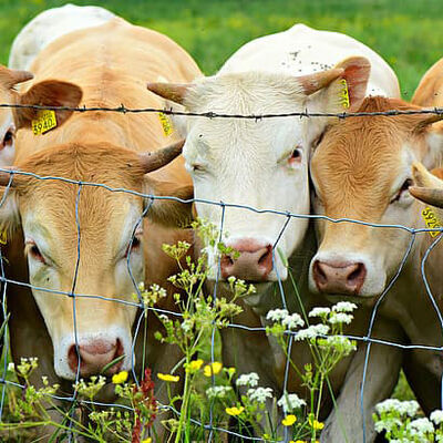 Corrosion Resistance Cattle Field Fence 1.2m 1.5m 1.8m Width Field Fencing For Goats